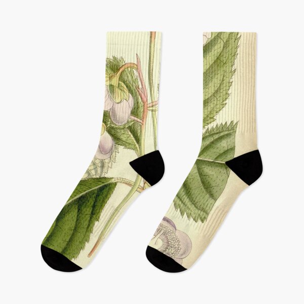 Item preview, Deinanthe caerulea 137 8373 designed and sold by EsotericBotanic.