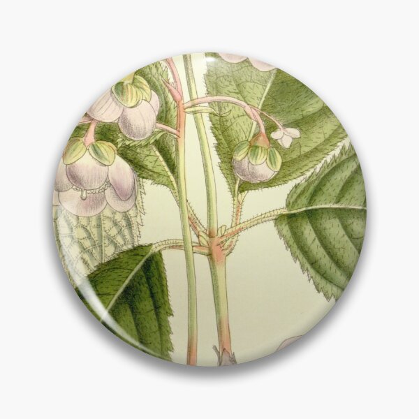 Item preview, Deinanthe caerulea 137 8373 designed and sold by EsotericBotanic.