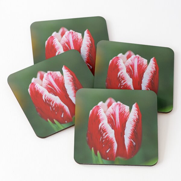 Item preview, Spring Red And White Tulip designed and sold by Joy Watson - Natural Light Photography .