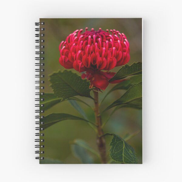 Item preview, Waratah designed and sold by dags.