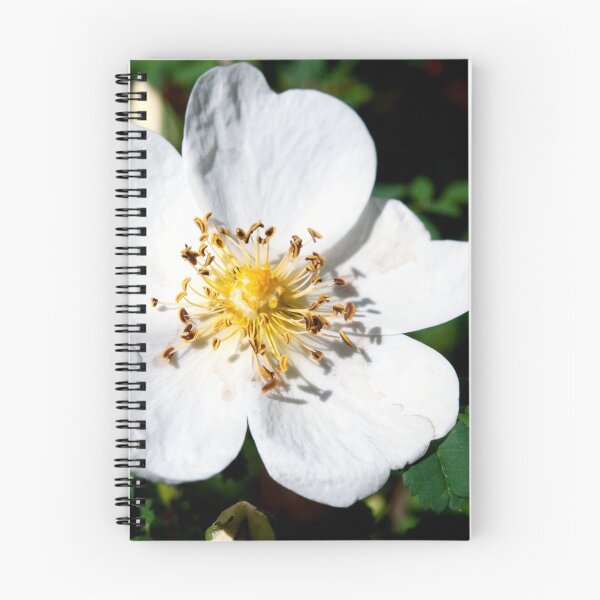 Item preview, Burnet rose flower designed and sold by troianifabrizio.