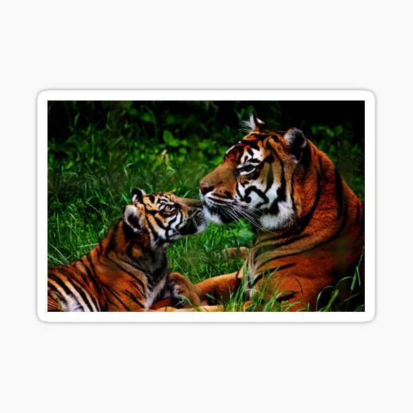 Tiger Love Sticker
