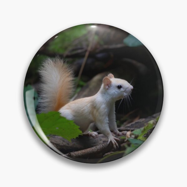 Item preview, Leucistic Red Squirrel in the forest designed and sold by James Cumming.