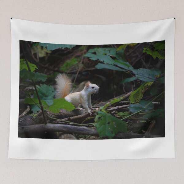 Item preview, Leucistic Red Squirrel in the forest designed and sold by James Cumming.