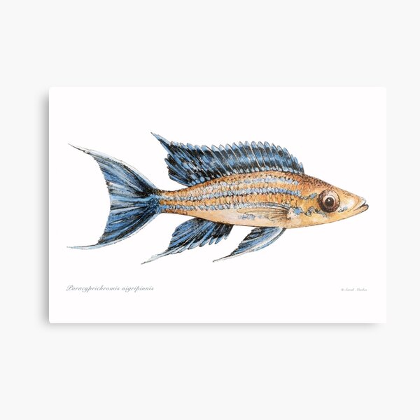 Item preview, Paracyprichromis nigripinnis designed and sold by sarahmarkes.