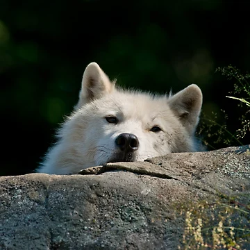 Vorschaubild zum Design Arctic Wolf von WolvesOnly