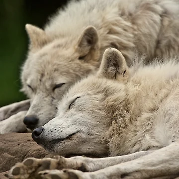 Artwork thumbnail, Arctic Wolves by WolvesOnly