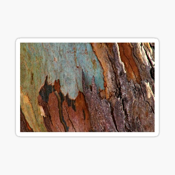 Eucalyptus Tree Bark and Wood Abstract Natural Texture 25 Sticker