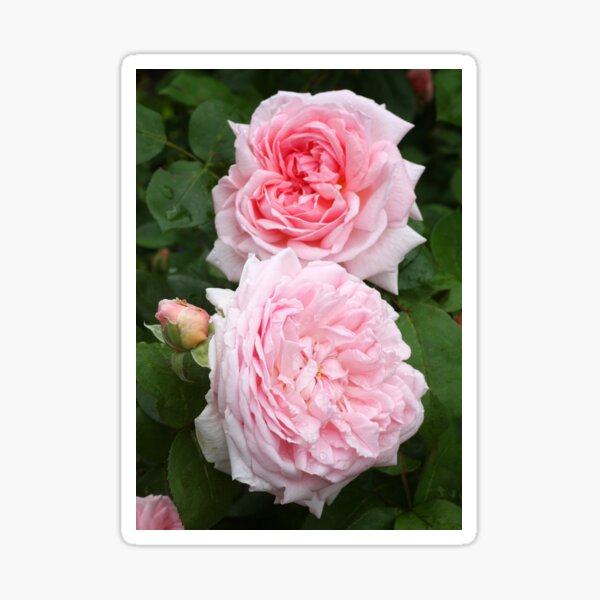 English Rose - Eglantyne Sticker