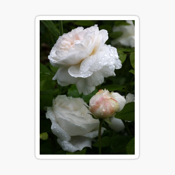 English Rose Winchester Cathedral Sticker