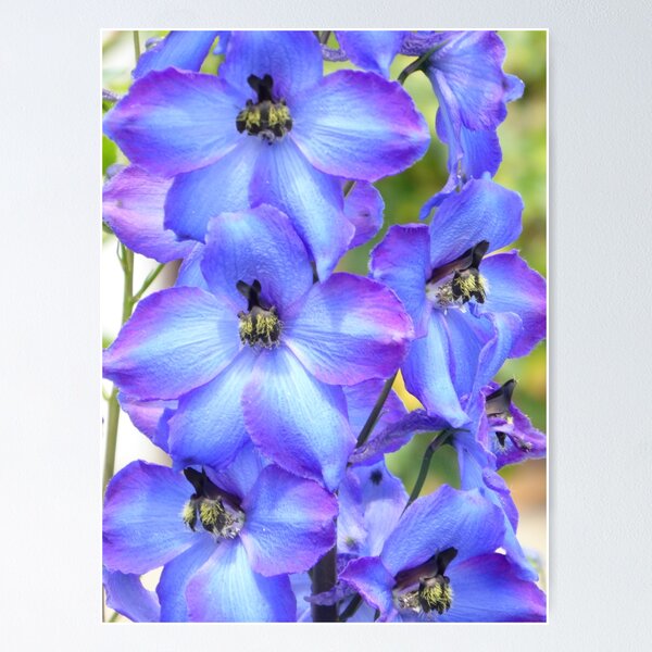 Item preview, delphinium designed and sold by Kriti68.