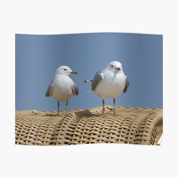 Seagulls on a beach chair Poster