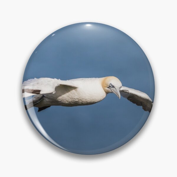 Item preview, Northern gannet flying on the coast of the North Sea designed and sold by wellsie82.