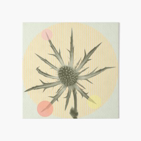 Distel mit Pastell Punkten Galeriedruck