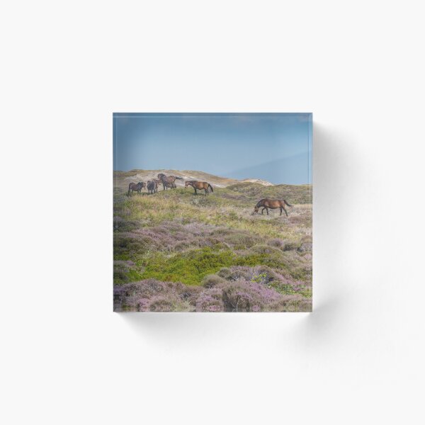 Wild horses on beautiful heathland Acrylic Block