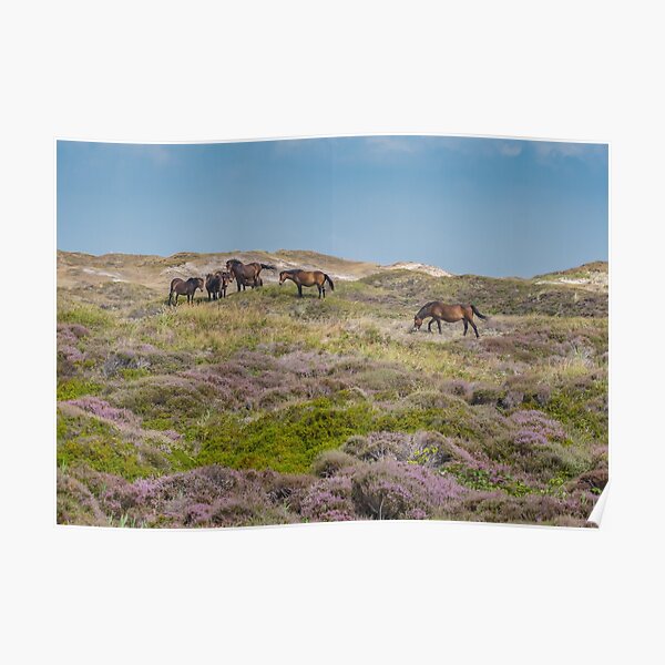 Wild horses on beautiful heathland Poster