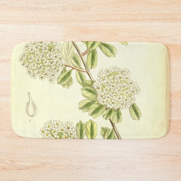 Item preview, Spiraea wilsoni 137 8399 designed and sold by EsotericBotanic.