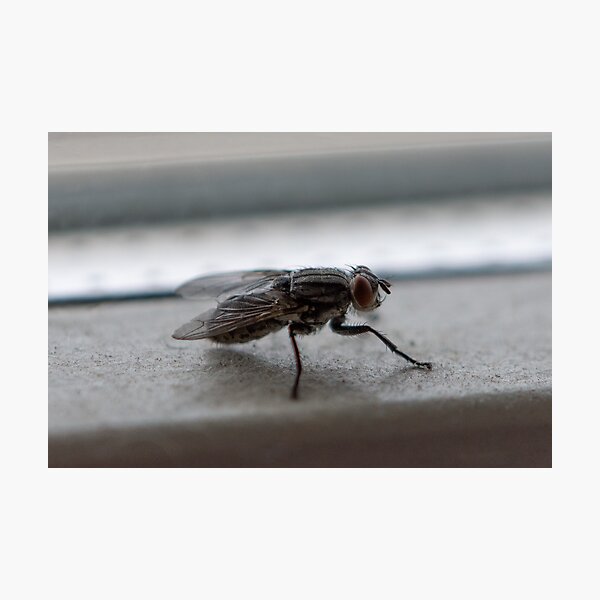 Item preview, Close up portrait of fly designed and sold by brambillasimone.