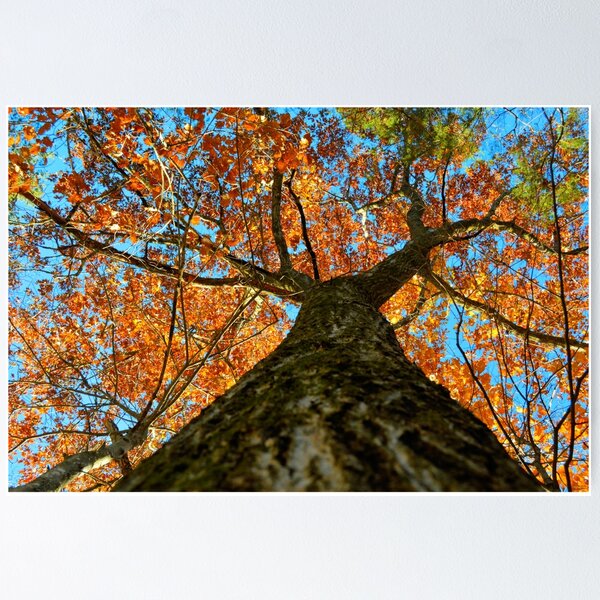 Item preview, Autumn Oak 2 designed and sold by LynyrdSky.