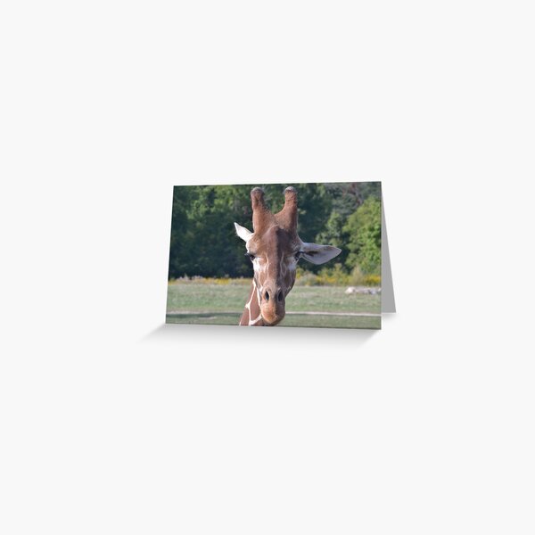 Item preview, Reticulated giraffe designed and sold by akdcash.