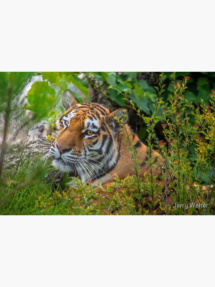 Resting Tiger by jwwalter