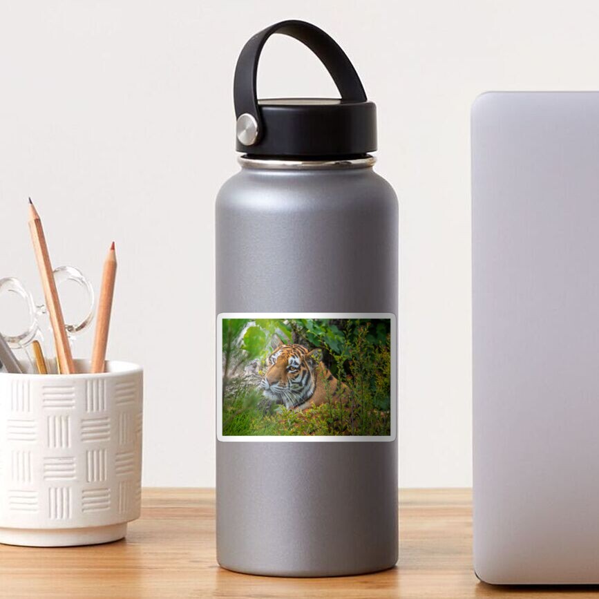 Resting Tiger Sticker