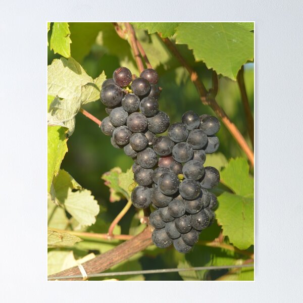 Item preview, Schwarze Trauben am Rebstock designed and sold by wineandwords.