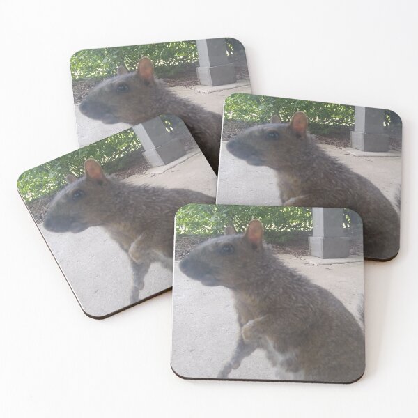 Item preview, Squirrel Pal designed and sold by NathanMoore92.