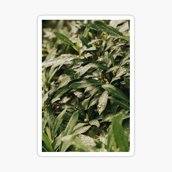 Endless Leaves Sticker