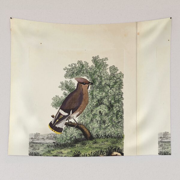 Item preview, British ornithology  being the history with a coloured representation of every known species of British birds George Graves 1821 065 designed and sold by WetdryvacRB01.
