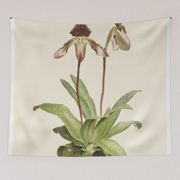Item preview, Reichenbachia: Orchids Illustrated and Described designed and sold by EsotericBotanic.