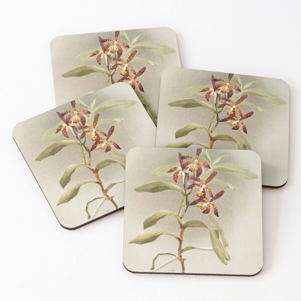 Item preview, Reichenbachia: Orchids Illustrated and Described designed and sold by EsotericBotanic.