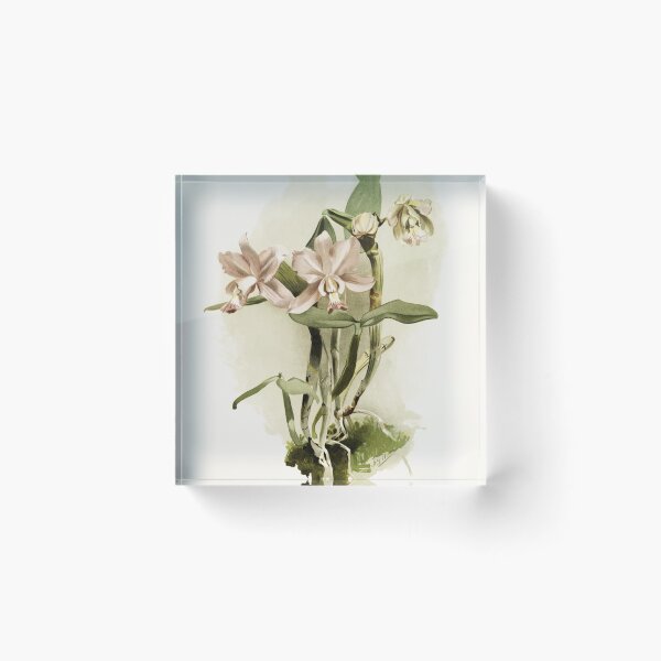 Item preview, Reichenbachia: Orchids Illustrated and Described designed and sold by EsotericBotanic.