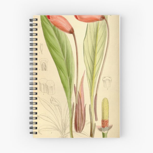 Item preview, Gamogyne pulchra 136 8330 designed and sold by EsotericBotanic.