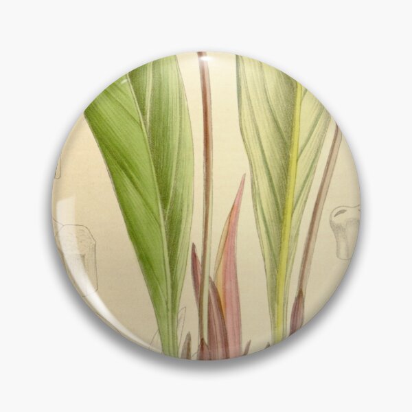 Item preview, Gamogyne pulchra 136 8330 designed and sold by EsotericBotanic.