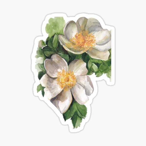 White Anemone Sticker