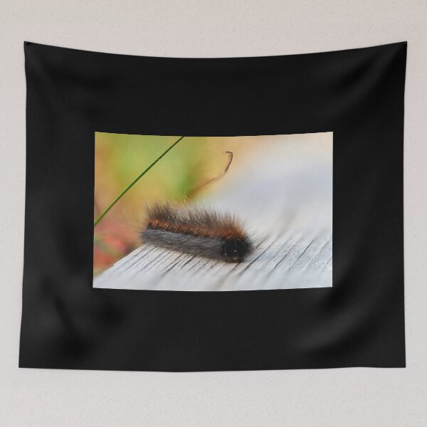 Item preview, All those little furry crawling creatures. Catepillars 1 designed and sold by Jouko Lehto Photography.