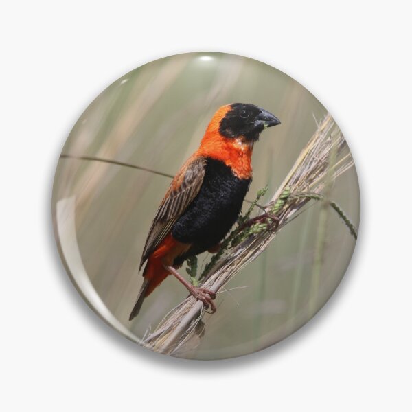 Item preview, Southern Red Bishop designed and sold by Wouter van Spijker.