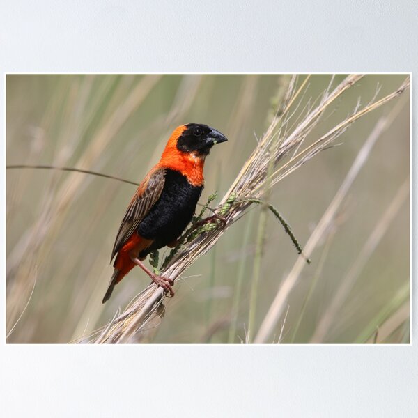 Item preview, Southern Red Bishop designed and sold by Wouter van Spijker.