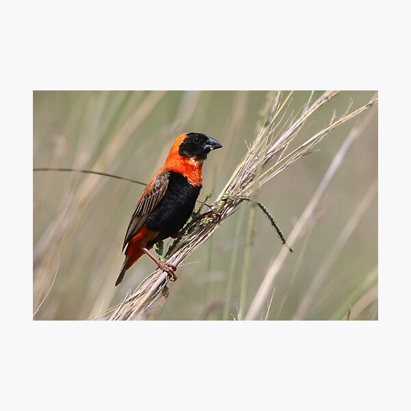 Item preview, Southern Red Bishop designed and sold by Wouter van Spijker.