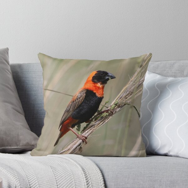 Item preview, Southern Red Bishop designed and sold by Wouter van Spijker.