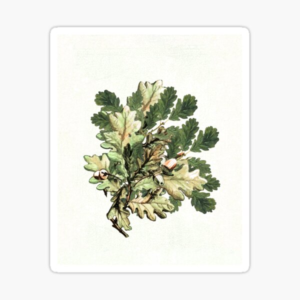 Oak leaf cluster with acorns Sticker