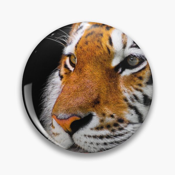Item preview, Domination Undisputed - Tiger animal cat pride prey victory strength survival power designed and sold by DOM-Shop.