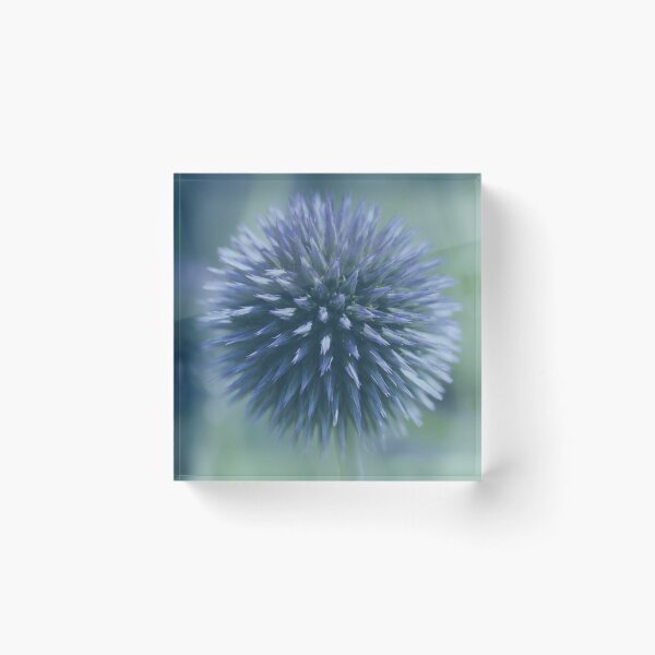 Artikelvorschau, Kugel Blume Zierlauch Blüten Blau Schilfton Farbtrend2021 Floral Graublau entworfen und verkauft von Forestia.