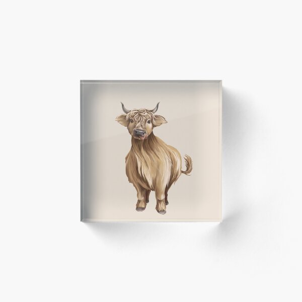 A cute shaggy bull licks nose with tongue. Acrylic Block