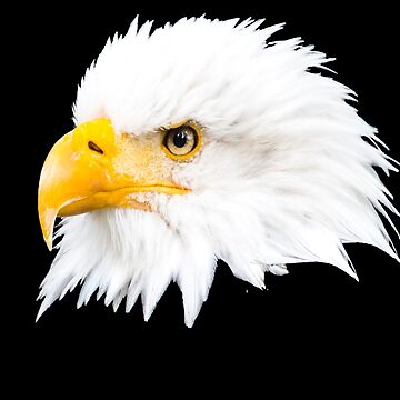 Vorschaubild zum Design Weißkopfseeadler von Katja LebenFreude