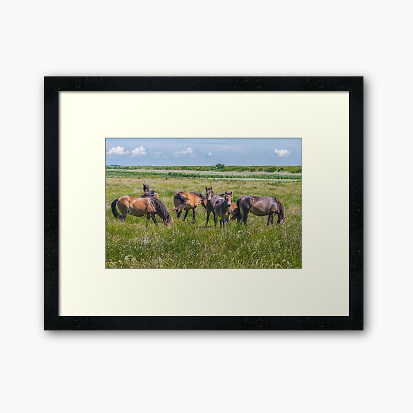 Wild horses enjoying Danish summer Framed Art Print