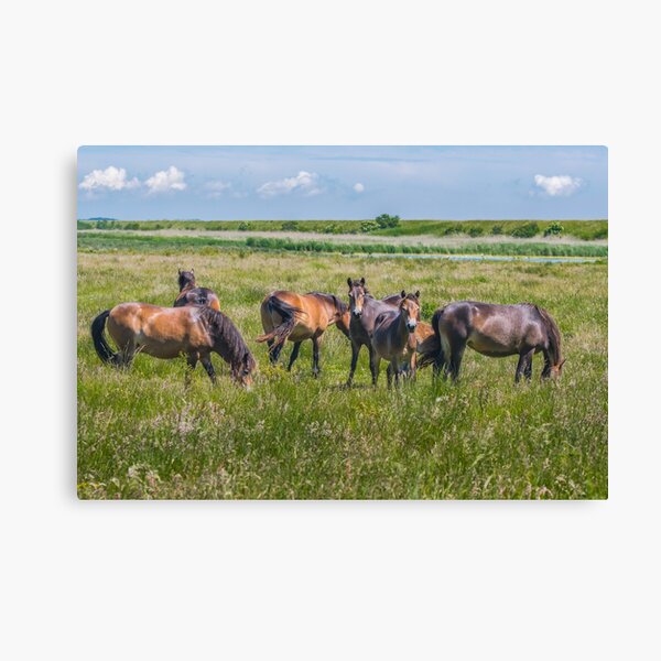 Wild horses enjoying Danish summer Canvas Print