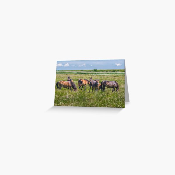Wild horses enjoying Danish summer Greeting Card