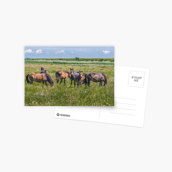 Wild horses enjoying Danish summer Postcard